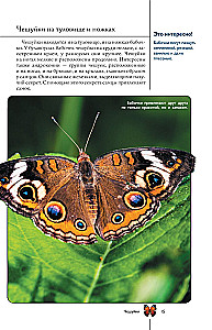 Butterflies. An Illustrated Guide